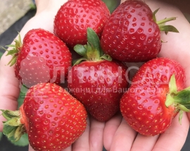 Полуниця Румба (20шт) - ранній