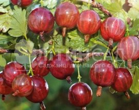 Агрус Колобок