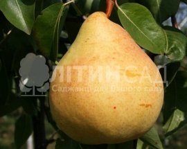 Колоновидна Груша "Даликор"