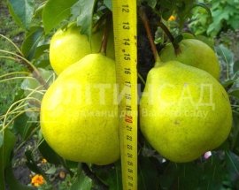 Колоновидна Груша "Сан Ремі"