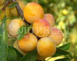 Колоновидна Слива "Мирабель"