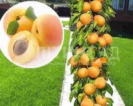 Колоновидний Абрикос "Зоряний"