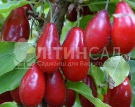 Кизил Кораловий Марка