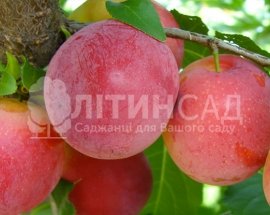 Алича Кубанська комета