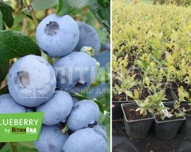 Лохина крупноплідна "Бонус" (середній сорт) горшок 1л
