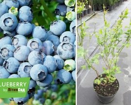 Лохина високоросла "Блюголд" (середній сорт) горшок 1л