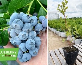 Лохина високоросла "Денис Блю" (середній сорт) горшок 1л