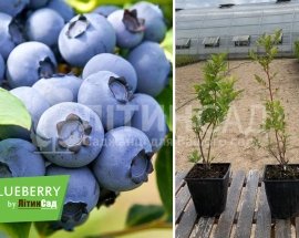 Лохина високоросла "Река" (ранній сорт) горшок 1л