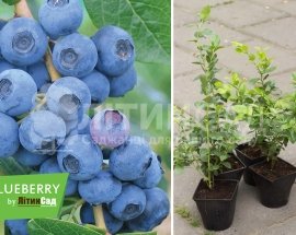 Лохина врожайна "Ерлі Блю" (ультра-ранній сорт) горшок 1л
