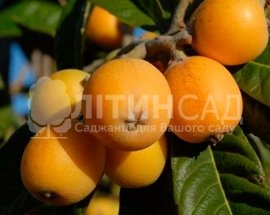 Мушмула "Японская"