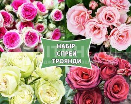 Роза в асортименті