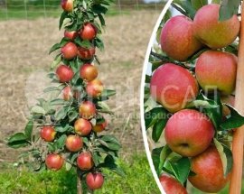 Колоновидная Яблоня "Останкино"
