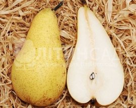 Груша Амфора