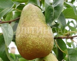 Груша Стрийська