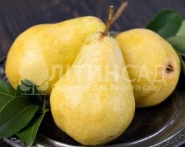 Груша Таврійська