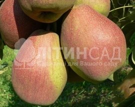 Груша Изюминка Крима