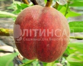 Персик Алибланка