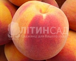 Персик Августовский