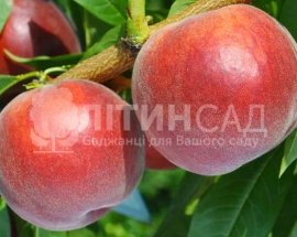 Персик Азорит