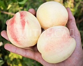 Персик Білий Лебідь