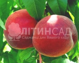 Персик Даймонд Принцесс