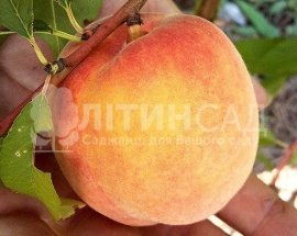 Персик Інка