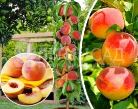 Колоновидный Персик Медовый
