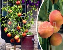 Колоновидный Персик Сувенир