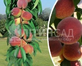 Колоновидный Персик Штайнберг