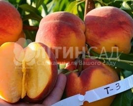 Персик Вайн Голд Т3