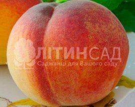 Персик Вулкан Т1