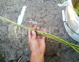 Живці Персика та Нектарина