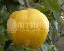 Айва Подарок внуку