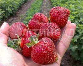 Полуниця Флер (20шт)