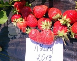 Полуниця Квики