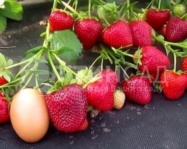 Полуниця Вайбрант (20шт)