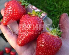 Полуниця Брілла