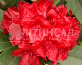 Рододендрон гібридний Dotella