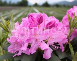 Roseum Elegans "Розеум Элеганс"