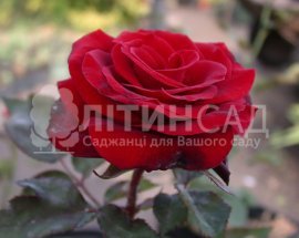 Роза Гран При