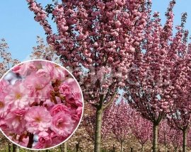 Сакура "Канзан" (мілкопильчата) горшок 2л 150см