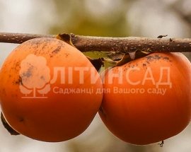 Хурма Гора Говерла (дворічна) - середня, самоплідна, солодка