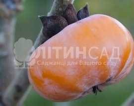 Хурма Мідер (дворічна) - рання-середня, морозостійка, самоплідна