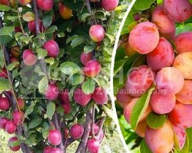 Колоновидная Слива Империал