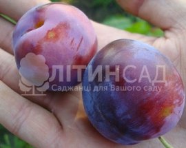 Слива Ренклод Карбишева