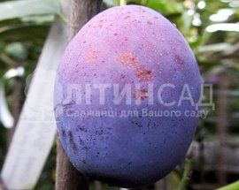 Слива Валор
