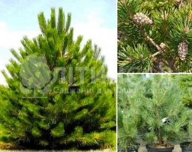 Сосна звичайна "pinus-sylvestris" 5 років