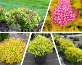 Спірея золотиста Goldmound (Голдмаунд) (2л)