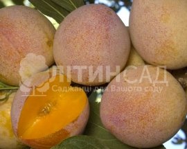 Слива Супериор