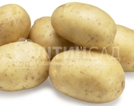 Картопля Тайфун